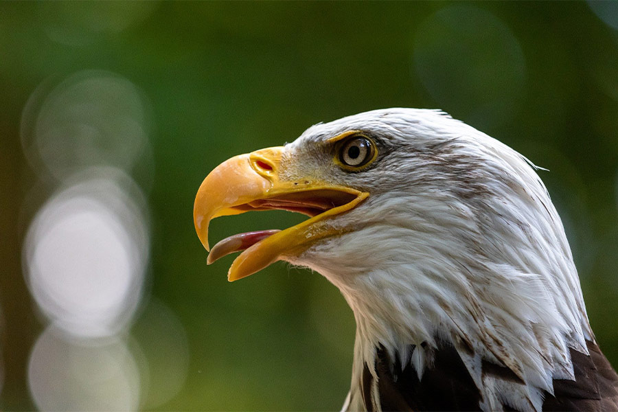 Adler bird bald eagle