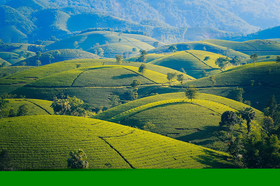 Mountains and hills tea the leaves