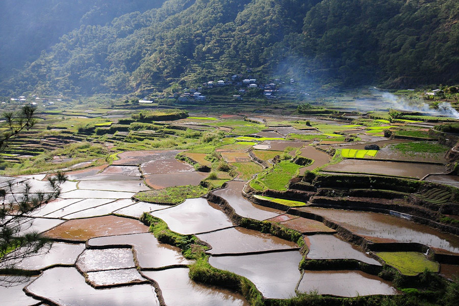 Rice field rice terraces landscape farm