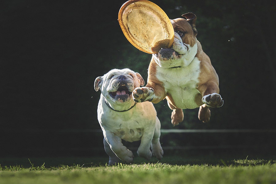Adorable bulldog jump