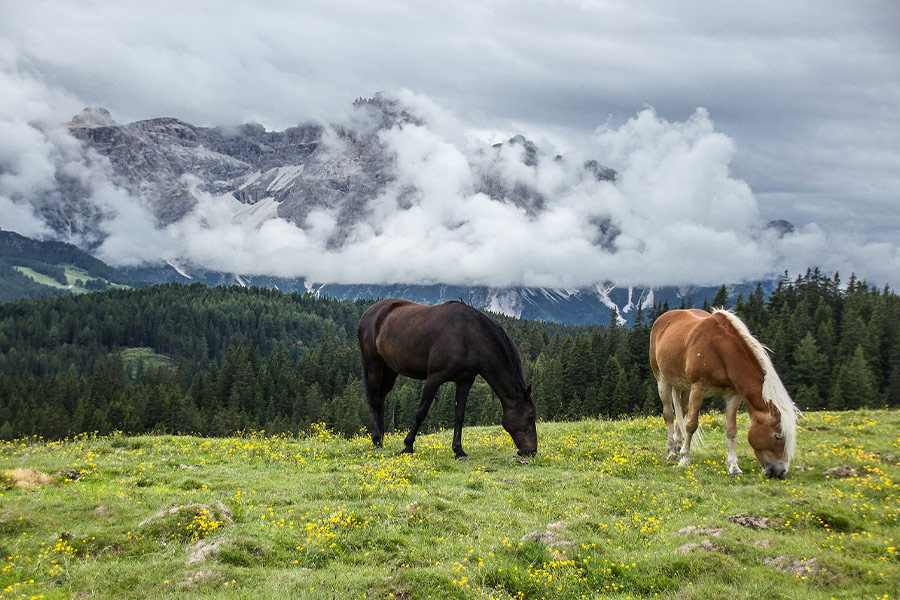 Horses mountain nature landscape