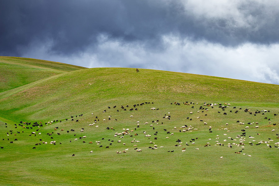 Grazing goat sheep hilly landscape
