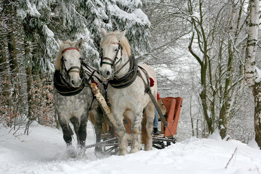 Sleigh ride horse winter forest