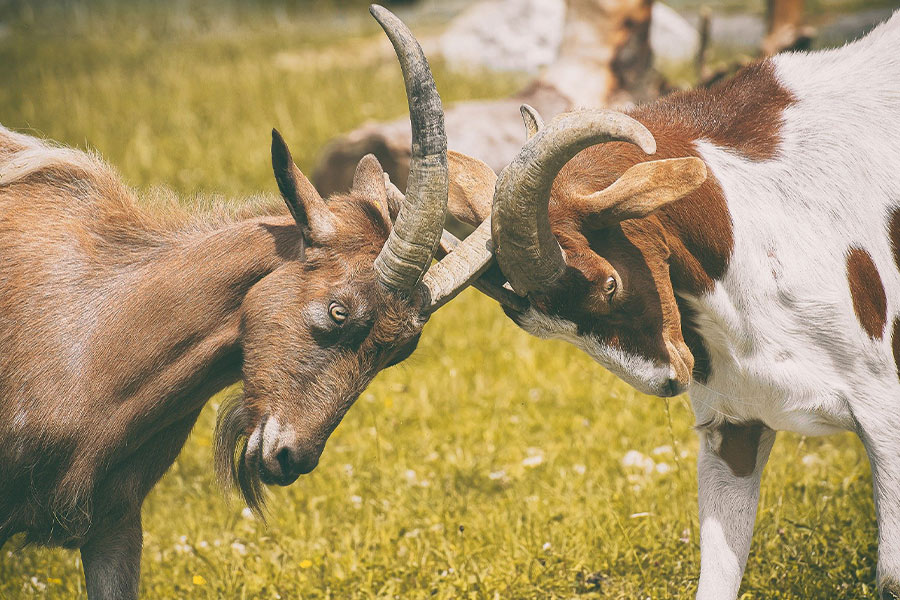 Goats play fight horns