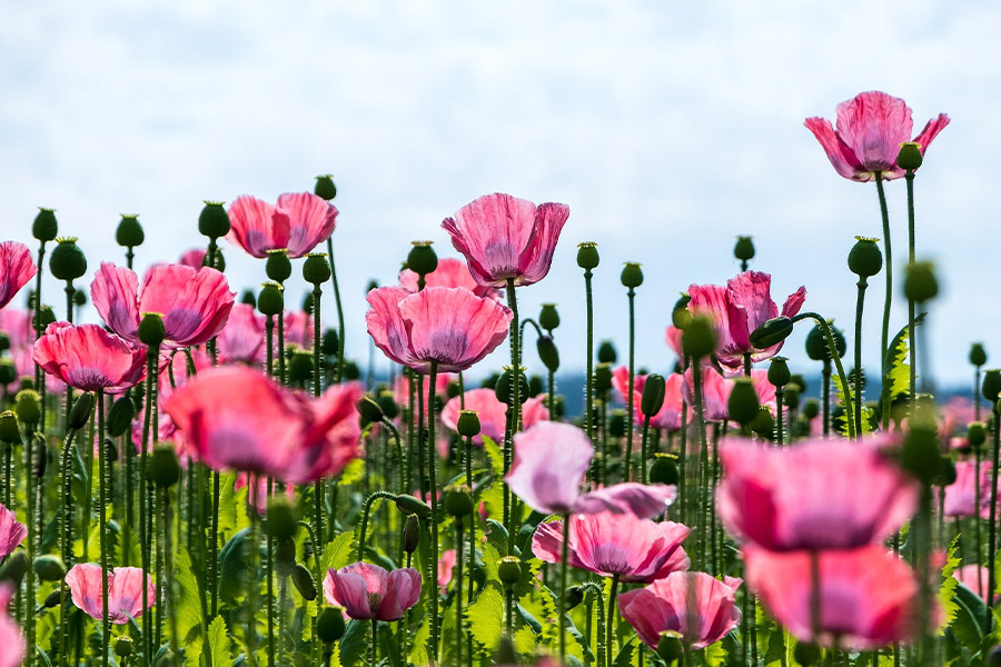 Poppy pink field flowers