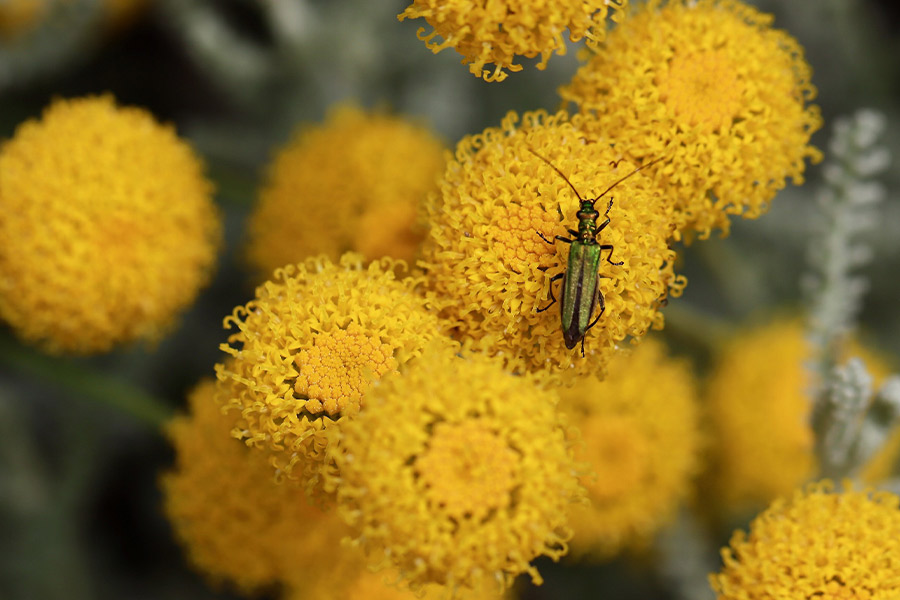 Chamaecyparissus holy flower green glow beetle