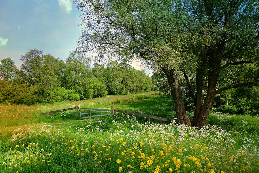 Dutch landscape scenic meadow