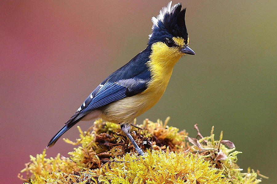 Ave feathers plumage