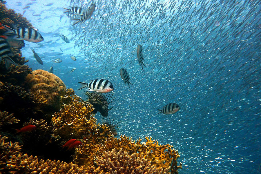 Underwater world corals fishes