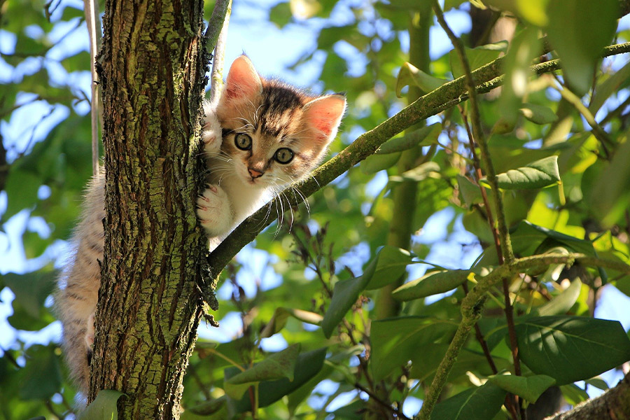 Domestic kitten in the tree