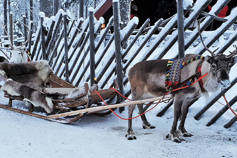 Lapland reindeer snow icy