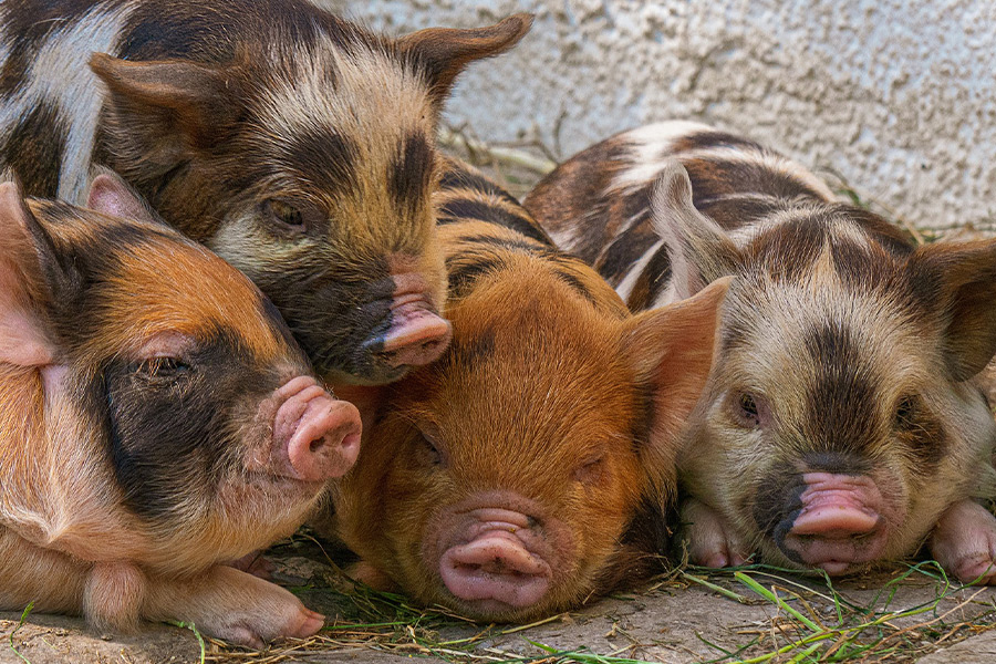 Cute piglet pigs
