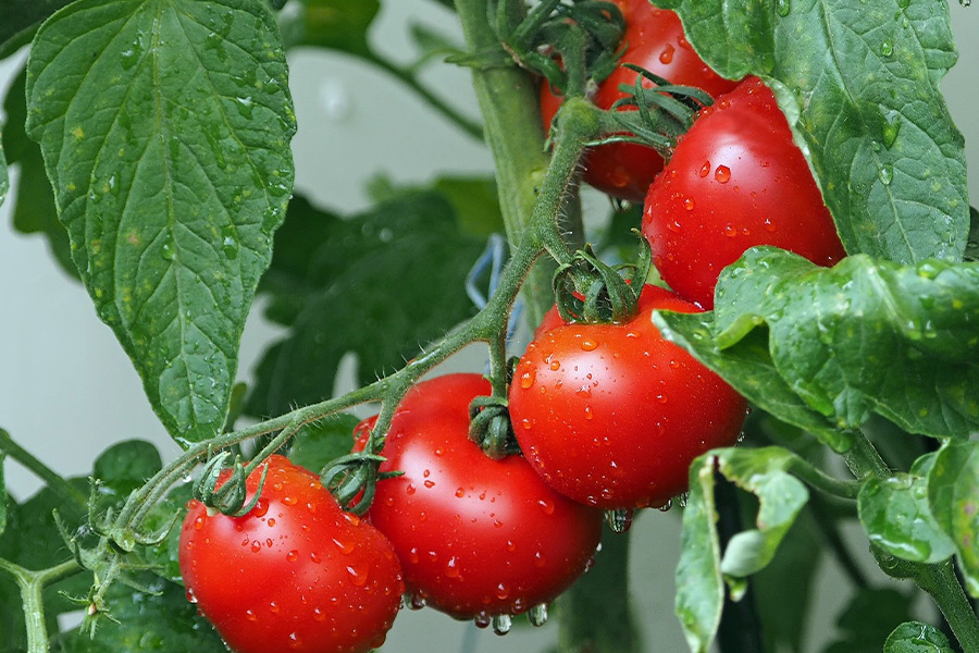 Balcony bio tomatoes rain