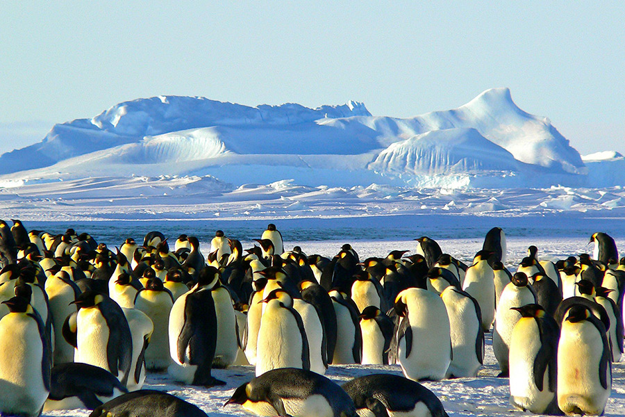 Emperor penguins Antarctic life