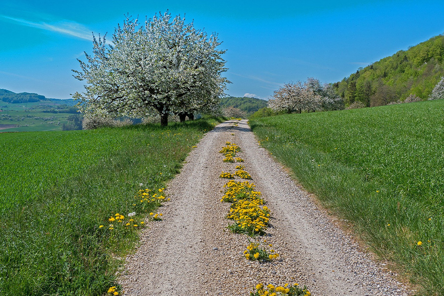 Hiking trail in the spring
