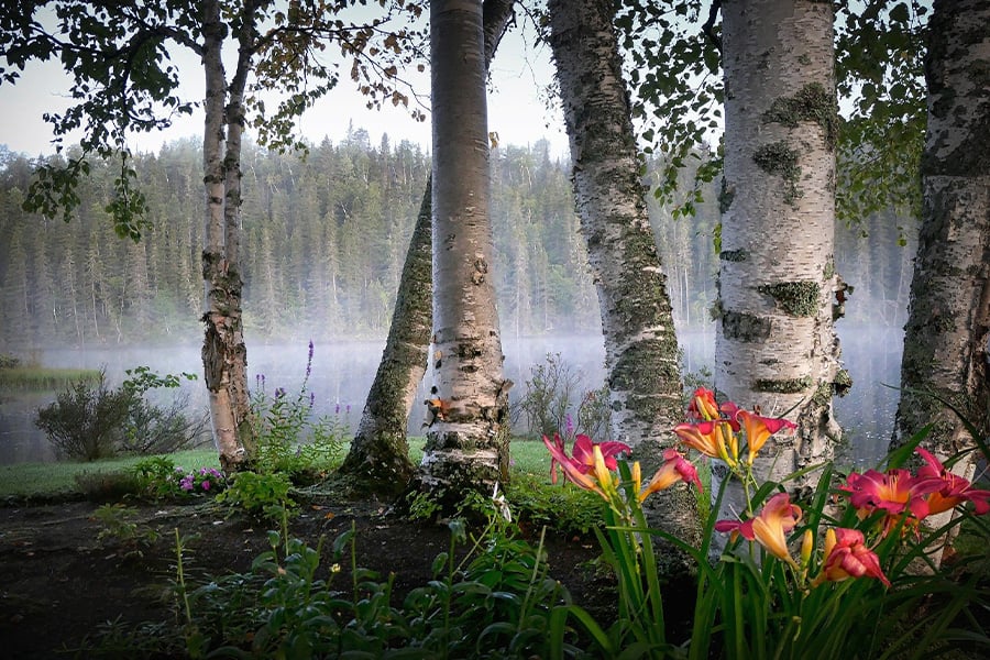 Landscape nature birch flowers fog