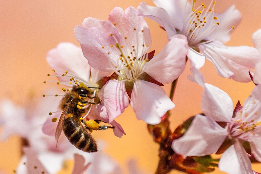 Insect honey bee nectar nature