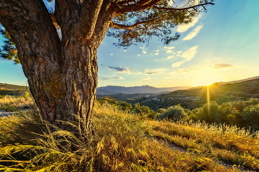 Romantic sunset landscape