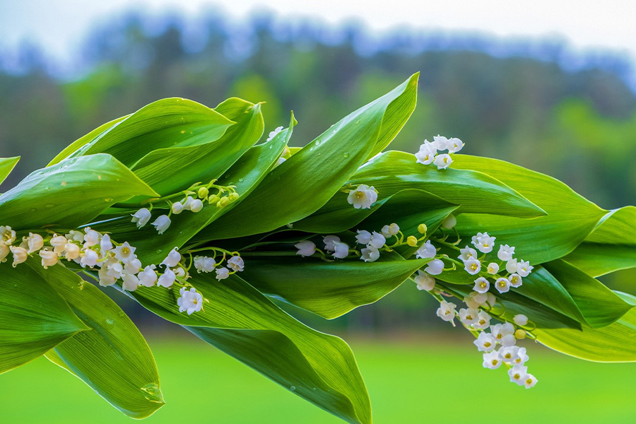 Lily of the valley spring blossom