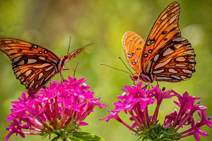 Two butterflies pink flowers