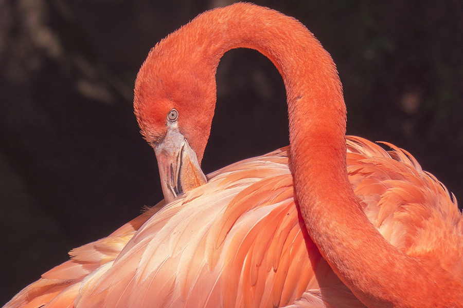 Flamingo water bird animal