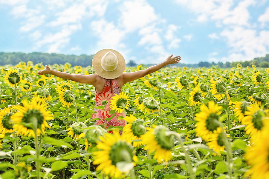 Sunflowers field woman