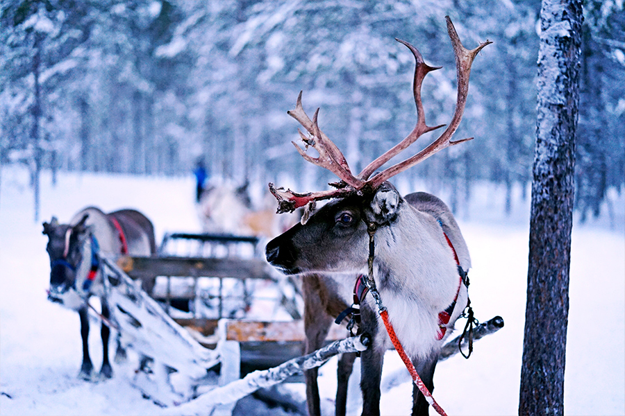 Reindeer pulling sled