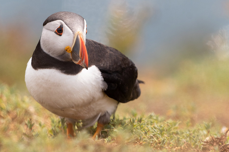 Puffin Skomer Island