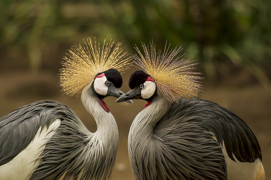 Grey crowned crane love