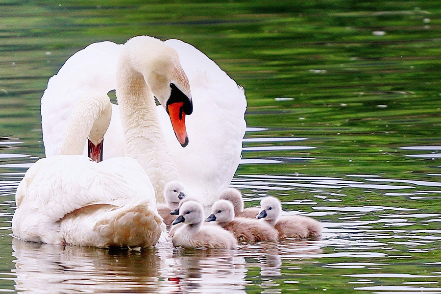 Swans family
