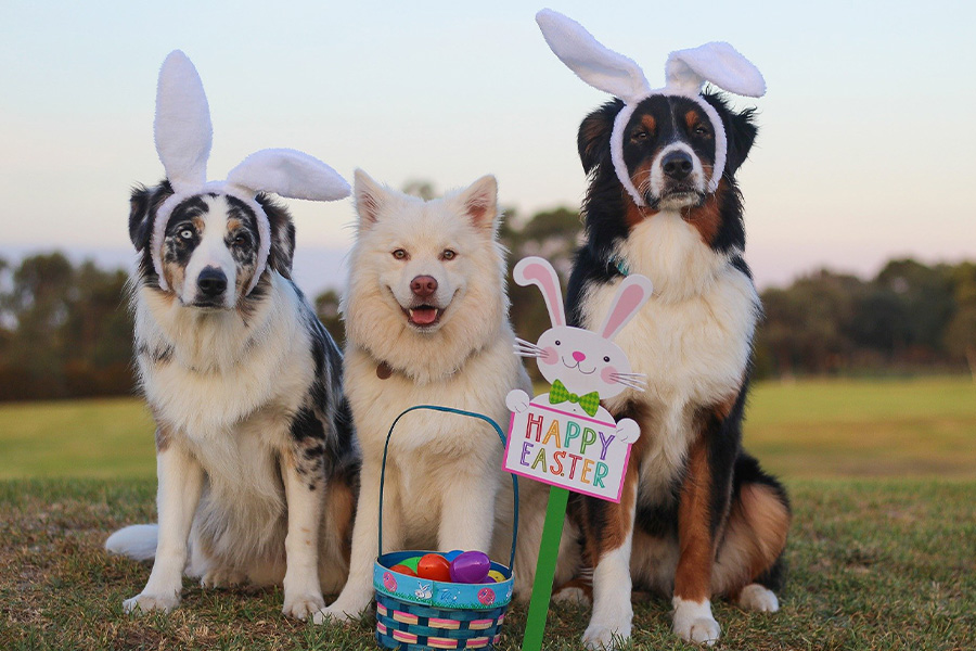 Happy Easter dogs