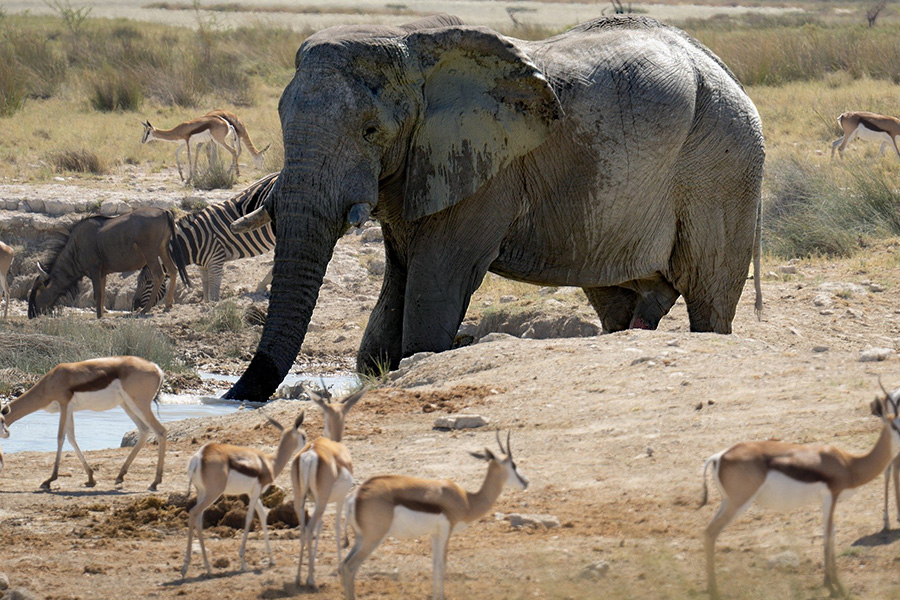 Namibia elephant