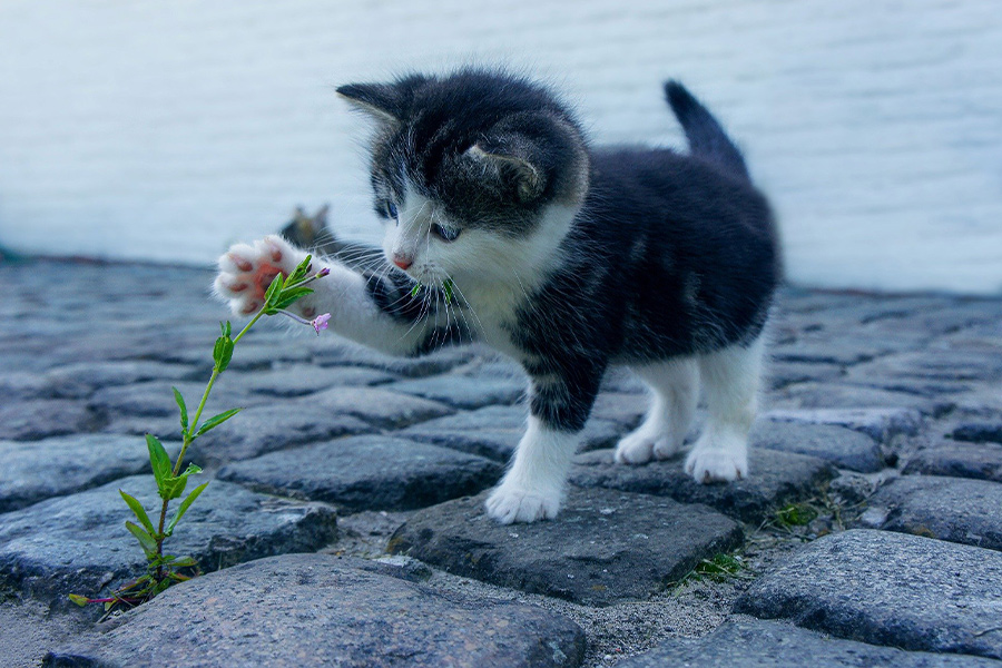 Kitten and flower