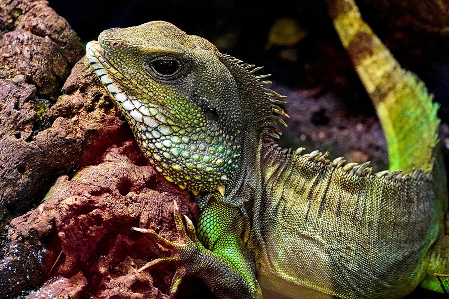 Green lizard
