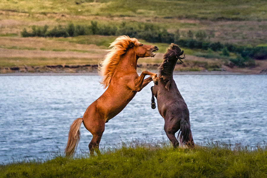 Brown horses near water