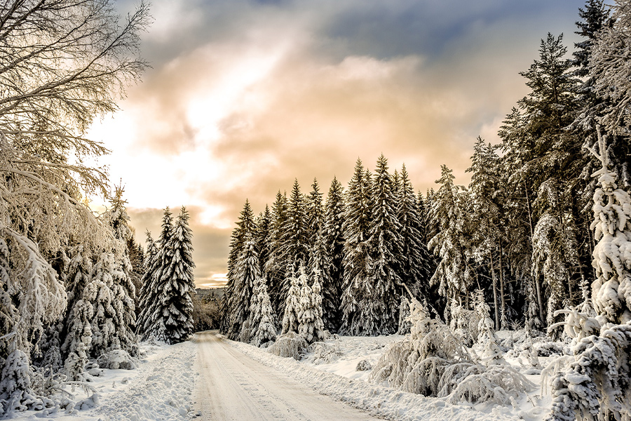 Road in between trees covered by snow
