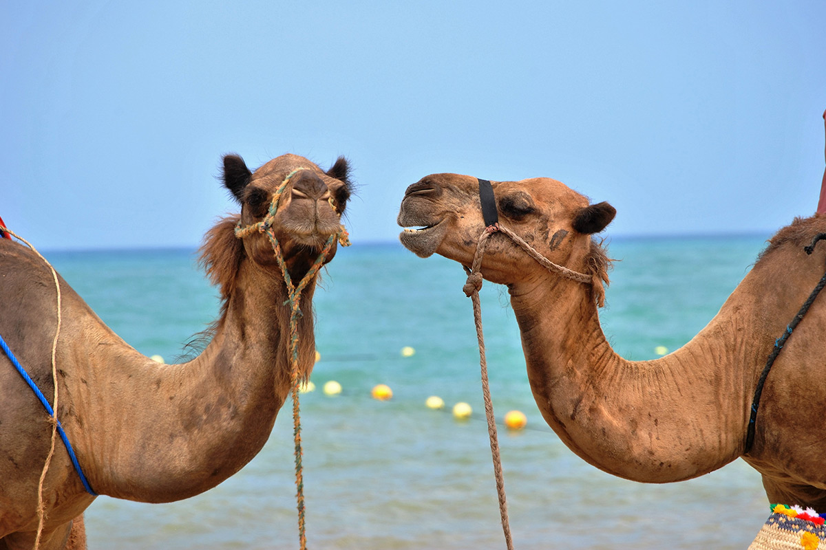 Camels Jigsaw Puzzle