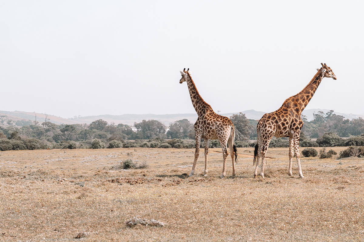 Giraffes Jigsaw Puzzle
