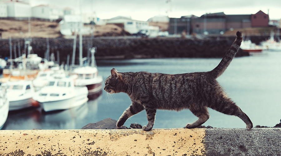 Tabby cat on ledge Jigsaw