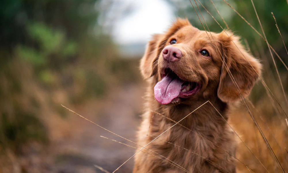 Medium coated brown dog