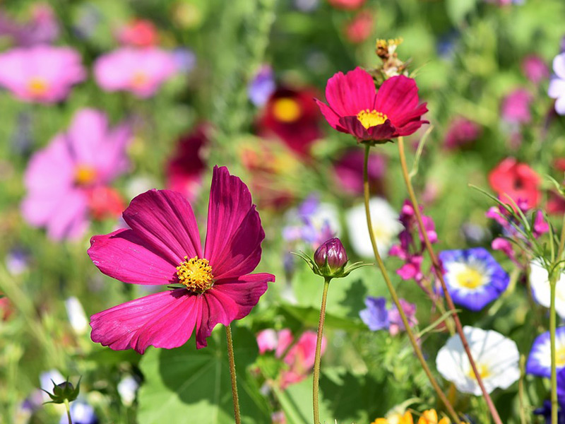 Meadow Flowers Wildflowers