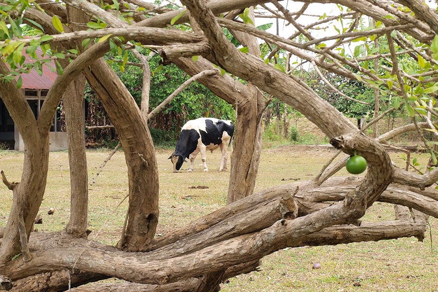 Escena rural con vaca Holstein Friesian en blanco y negro