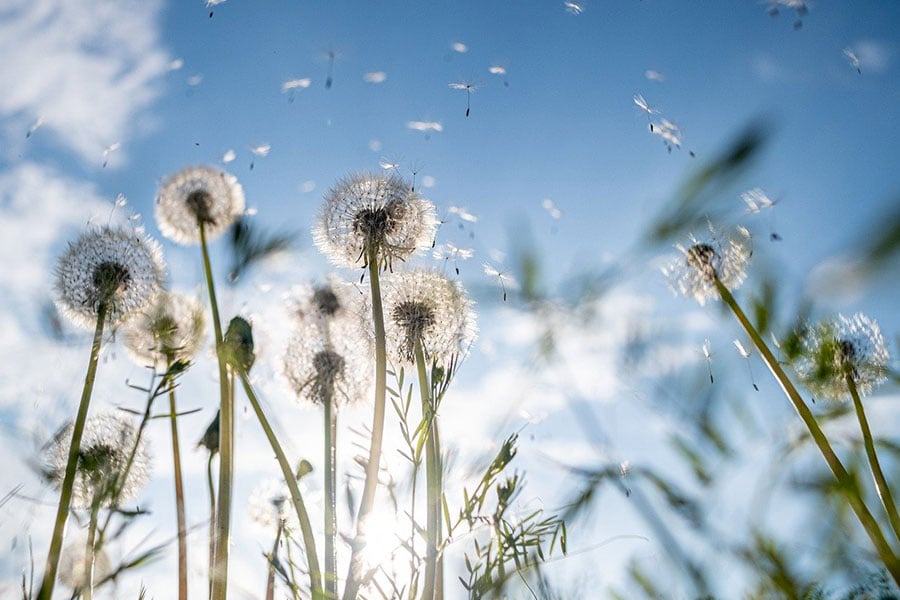 Several dandelion puffballs
