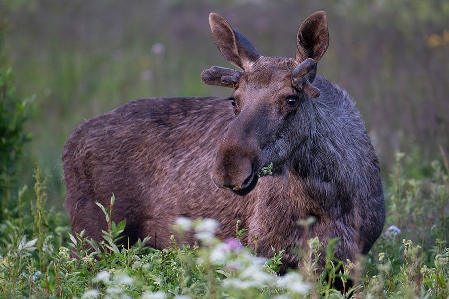 Junger Elch grast auf einem Feld