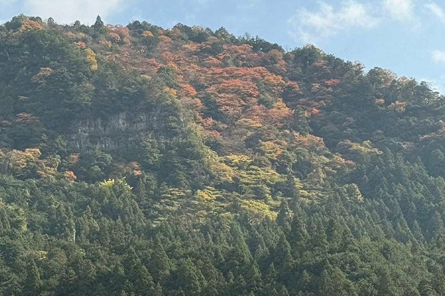 Mountainside covered with dense forests
