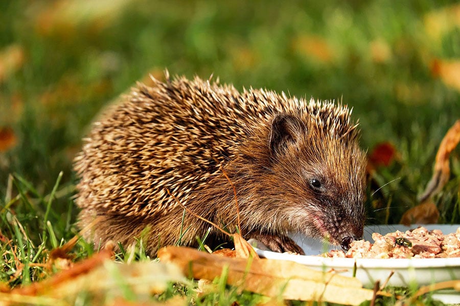 Mammifère commun aux Pays-Bas