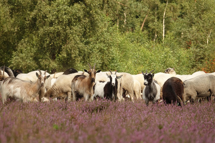 Moutons et chèvres en pâture dans la lande de Drenthe