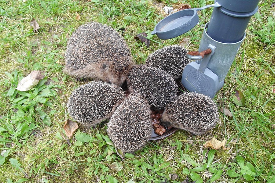 Une mère et ses petits mangent dans une gamelle.