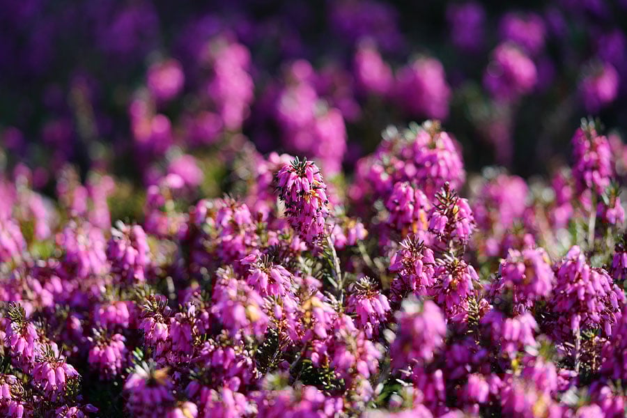Arbusto de crecimiento bajo, difícil de invernar, con hojas pequeñas.