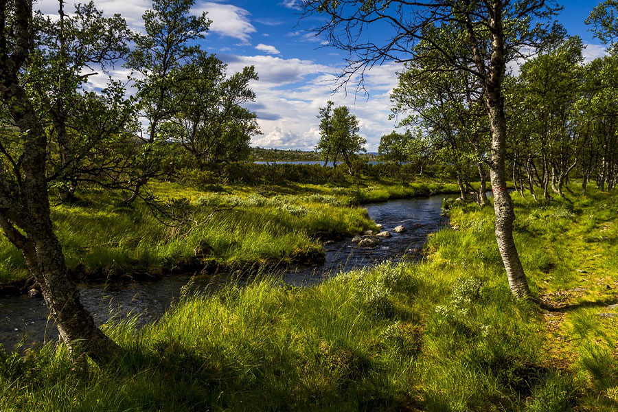 The river heather